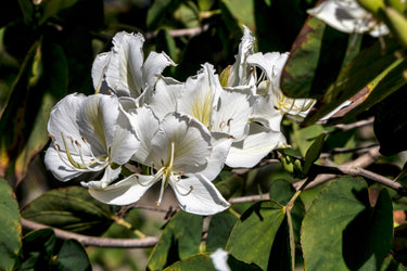 10 WHITE ORCHID TREE Bauhinia Alba syn Variegata Candida Hawaiian Mountain Ebony Camel's Foot Butterfly Flower Tree Hummingbird Seed